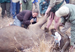Center for One Health worker helping injured elephant.